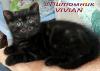 Британские дымные котята из питомника VIVIAN. - Россия Британские дымные котята из питомника VIVIAN. - Россия
