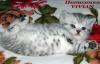 Британские котята вискас из питомника VIVIAN. - Россия Британские котята вискас из питомника VIVIAN. - Россия