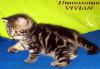 Британские мраморные котята из питомника VIVIAN. - Россия Британские мраморные котята из питомника - Россия