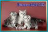 Шотландские котята из питомника Daryacats - Россия Шотландские котята из питомника Daryacats - Россия