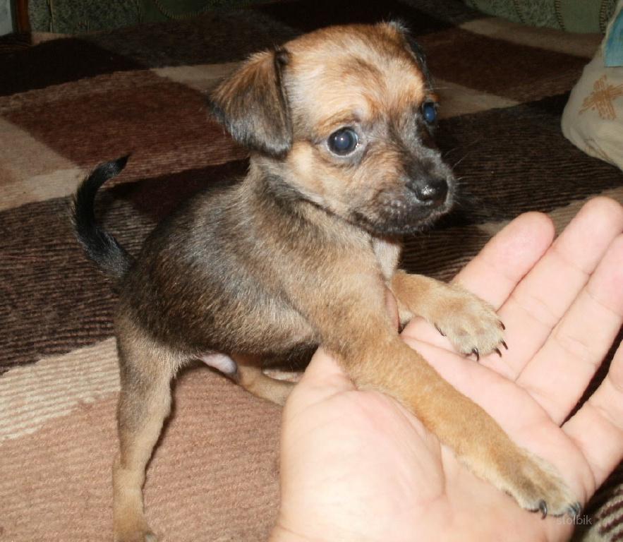 Той терьер персиковый. Щенка гладкошерстного терьера. Тойтерьеры короткошерстная. Той терьер рыжий с чернью гладкошерстный. Щенки той терьера рыжие 1 месяц.