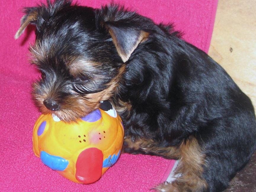 Йоркширский терьер 5 мес. Щенок йоркширского терьера 6 месяцев. Йоркширский терьер 7 месяцев. 5 месяца. Щенок йоркширского терьера 6 месяцев.