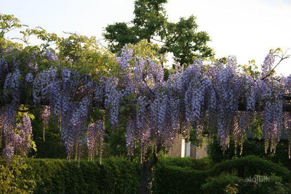 Глициния Купить Саженец