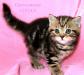 Британские котята мраморного окраса из питомника VIVIAN. - Россия Британские котята мраморного окраса из - Россия