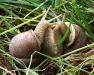 Виноградные улитки ( Helix pomatia ) - Россия Виноградные улитки ( Helix pomatia ) - Россия