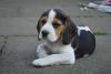 Beautiful male and female Beagle puppies for sale - Беларусь Beautiful male and female Beagle puppies - Беларусь